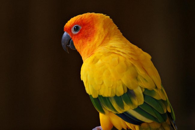 Güneş Konur Papağanı