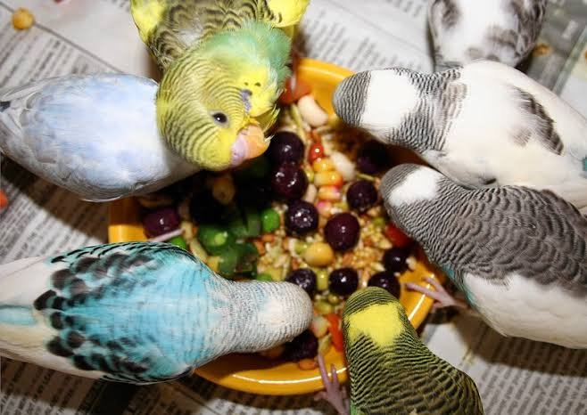 Kuşlarda Beslenme