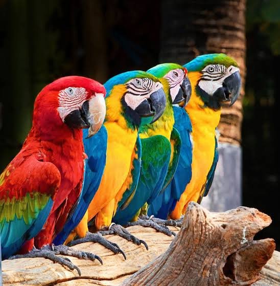 Macaw Papağanları Hakkında Bazı Bilgiler