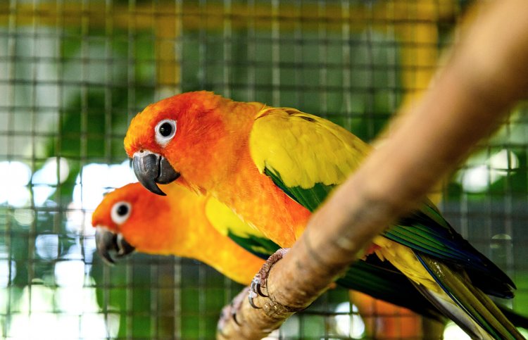 Konur Papağanlarının Çiftleşme Davranışı ve Eş Seçimi?
