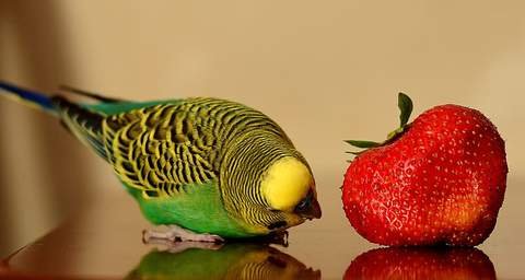 Üzümler Muhabbet Kuşları ve Papağanlar İçin Ne Kadar Güvenli? Evcil Hayvanlarınızı Besleyebileceğiniz Meyve Türleri