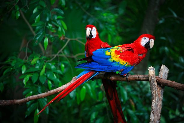 Macaws Hakkında 4 Eğlenceli Gerçekler ve Sağlıklı bir Amerika Papağanı Nasıl Yetiştirilir