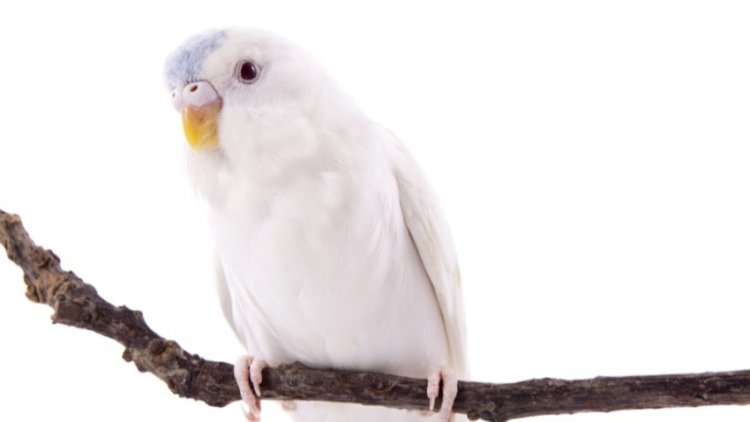 Albino Muhabbet Kuşu