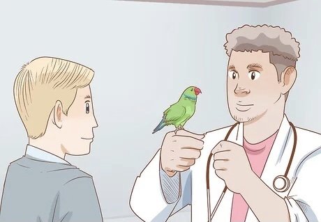 Kuşlarda İshal ve Tedavisi