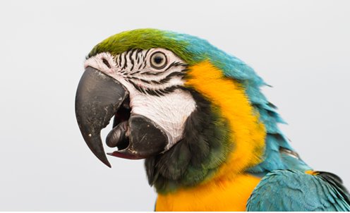 Papağanlar Hakkında 5 Şaşırtıcı Gerçek